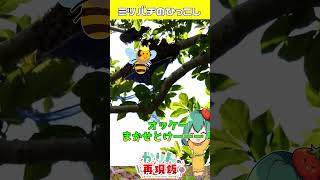 はじめてのミツバチのおひっこし🐝夏の分蜂に密着【ゆっくり実況】