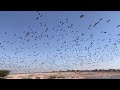 flight of kurja birds khichan the demoiselle crane village in india कुरजां डेमोइसेल सारस