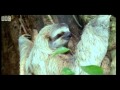SLOTH EP TEASER