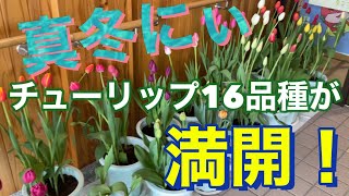 【アイスチューリップ】真冬にチューリップ１６品種が満開！