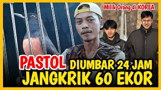 RAWATAN PASTOL TOLAK 100 JUTA‼️ Diumbar 24 Jam, Jangkrik 60 ‼️ Murai BRAWIJAYA di Wijaya Kusuma