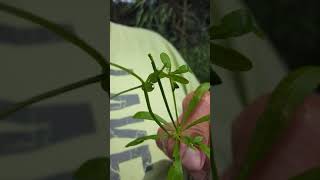 Cleavers or sticky Willy a wild edible plant