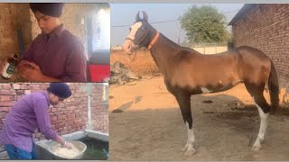 Noori da diet plan🐎||ਨੂਰੀ ਘੋੜੀ ਦੀ ਖੁਰਾਕ॥