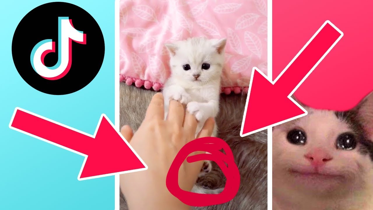 Ultimate Cat Tik Tok Compilation 😹 TRY NOT TO SMILE CHALLENGE - YouTube