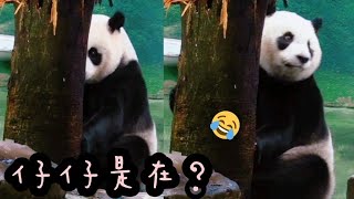 圓仔躲在木頭後面磨磨蹭蹭，熊掌抓抓抓|熊貓貓熊The Giant Panda Yuan Yuan and Yuan Bao|台北市立動物園