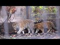 2020 10 旭山動物園アムールトラ🐯 ファミリーとお隣🦁紹介