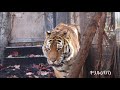 2020 10 旭山動物園アムールトラ🐯 ファミリーとお隣🦁紹介