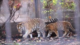 2020/10 旭山動物園アムールトラ🐯 ファミリーとお隣🦁紹介