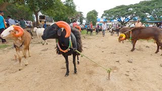 Ranebennur sheep market walkthrough