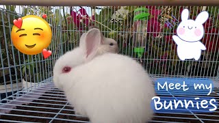 Meet My Cute Bunnies  | Adorable Bunny Playtime 🐰🌸