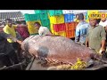 digha viral fish দিঘায় ২০০ কেজির দানব মাছ লম্বা ৭ ফুট west bengal bangla news local18