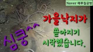 가을낙지가 쏟아지기 시작했네요! 낙지포인트공개 Small octopus 탐사조행기와 대박조과 #낙지해루질 #낙지만통 #낙지 #갯벌낙지 #뻘낙지 #해루질공방