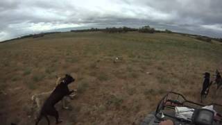 Aaron Peck - free running sled dogs Aug 2010.MP4