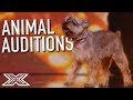 BEST ANIMAL Auditions On The X Factor UK! | X Factor Global