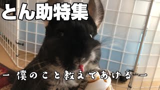 【チンチラ】とん助特集　chinchilla family