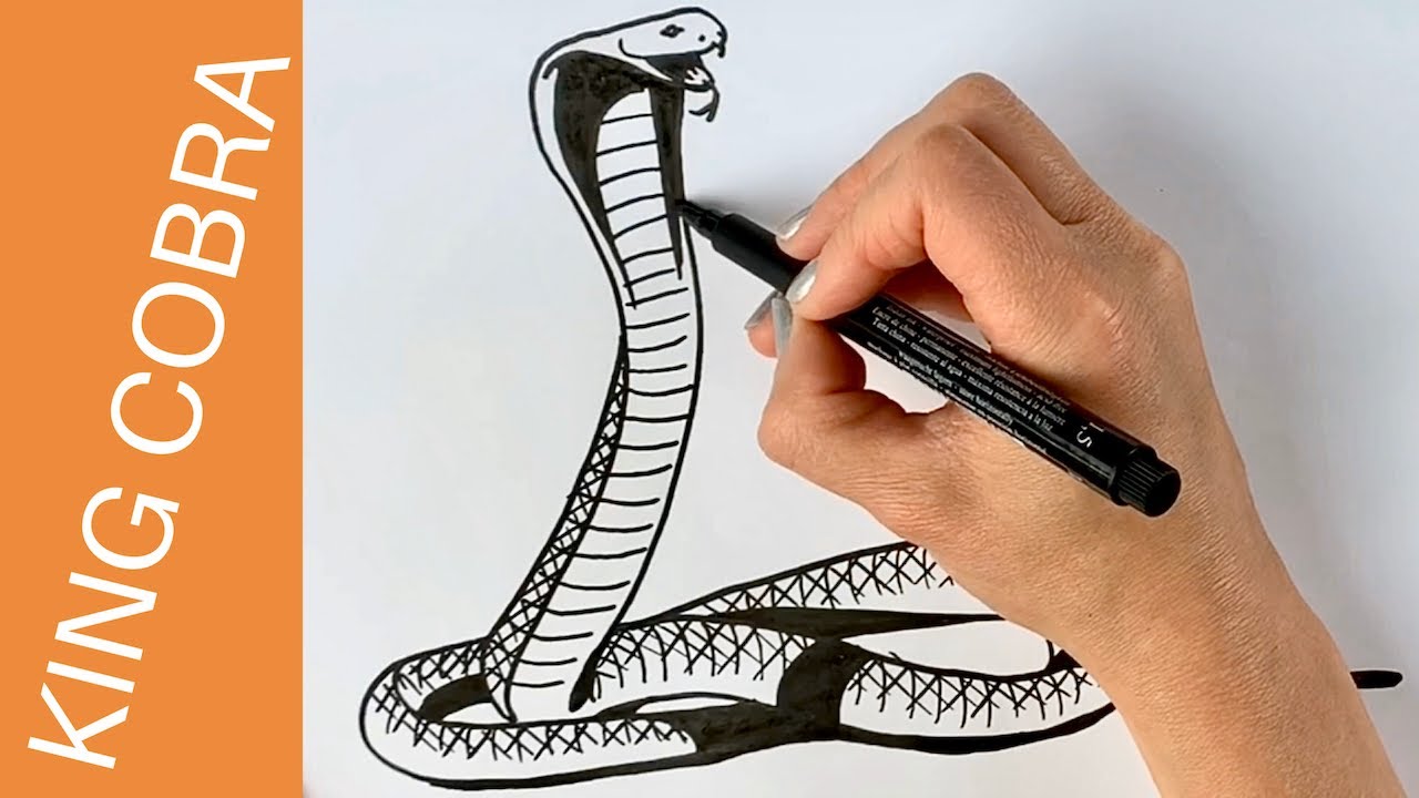 How To Draw A King Cobra Snake Step By Step - YouTube