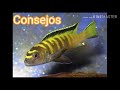 pseudotropheus flavus ficha técnica y consejos de cuidado