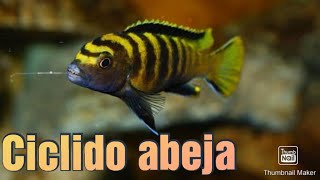 Pseudotropheus Flavus/ Ficha técnica y consejos de cuidado