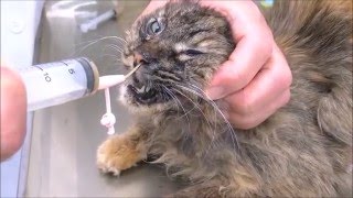 猫の経鼻カテーテル栄養剤投与