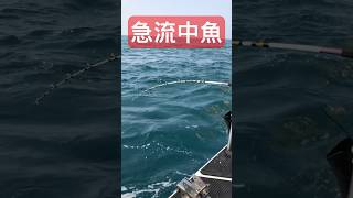 流速超快也能中魚哦 😯#shorts #阿皓釣魚 #正達鋁船 #新晟路亞 #船釣