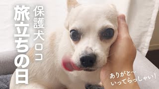 沢山の勇気をありがとう！保護犬ロコが出発する日。