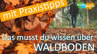 Waldboden 🌳🌲 Wie kannst du ihn schützen?