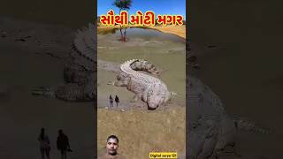 દુનિયાની સૌથી મોટી મગર 😱 #crocodile #shortsfeed #animals #મગર #shorts