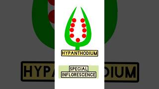 Special inflorescence (Hypanthodium)      #neet #shortsfeed #shortsvideo #biology