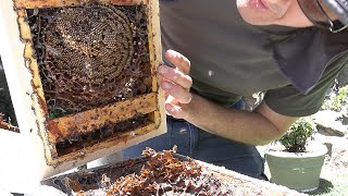 Splitting a native bee hive