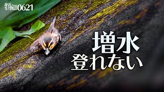 0622【カルガモ親子の増水引越し 雛鳥登れない】セキレイのホバリングと雛混ぜ。トウモロコシにツバメ 雨天撮影 鶴見川水系恩田川でコンデジ野鳥撮影 ＃身近な生き物語 ＃カルガモ親子 ＃セキレイ