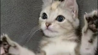 「かっかわいすぎる⁉︎」動きに合わせて手をぱっと広げる子猫のメリアです #shorts