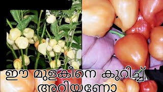 ഉണ്ട മുളക്//mulak krishi malayalam