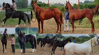 top quality horses in Telangana stud farm | alishan bloodline horse | baby horse colt filly