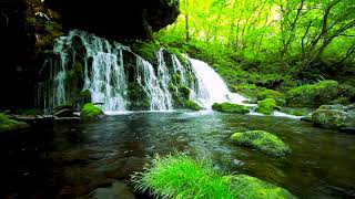 Beautiful Forest Waterfall Landscape. Flowing Water, White Noise, Nature Sounds for Relaxing Sleep.