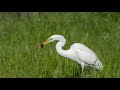 20210410 great egret caught a vole sony a1 af tracking 155 frames animation 200 600g