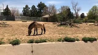 Zoo to You Virtual Safari: プゼワルスキーの馬