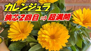 【花】カレンジュラ(キンセンカ)の育て方・摘芯２回目