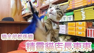 精靈貓店長東東😽😍@ 貓全部都係貓