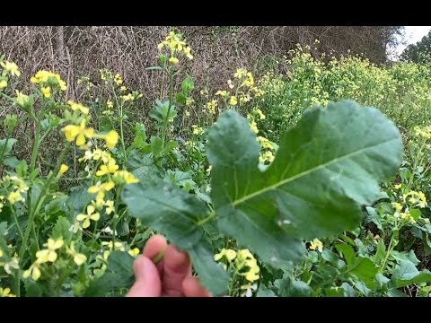 Which part of a mustard plant is edible seeds and flowers?