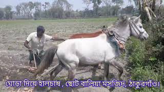 #ঘোড়া হালচাষ_ঘোড়া দিয়ে হালচাষ || ছোট বালিয়া মসজিদ ঠাকুরগাঁও|| sr khorshed media