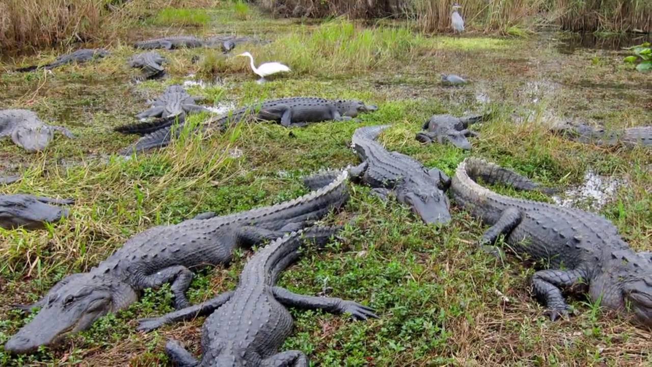 Everglades Florida Us Travel Video Hd Amazing Photos Of Everglades