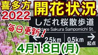 喜多方 しだれ桜 開花 2022.4.18