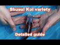 Selecting Shusui – Koi Fish tutorial [KOI GUIDE]