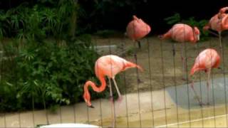 天王寺動物園「鳥類」＜フラミンゴ・ツル・ペンギン＞