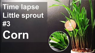 Growing Corn｜옥수수싹 키우기 [Time lapse｜Little sprout #3] コーン