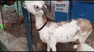 9603721597 saste desi bakri 2 baccha wali for sale khubsurat  in hyderabad near vattepally