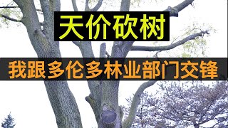 天价砍树，我跟多伦多林业部门交锋