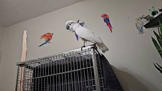 A Cockatoo Can Fly !