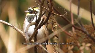 ミヤマホオジロとの久し振りの出会い：深山頬白：Emberiza elegans－神戸市立森林植物園 2017 12 14