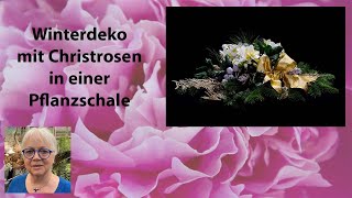 Winterdeko mit Christrosen in einer Pflanzschale für drinnen oder draussen